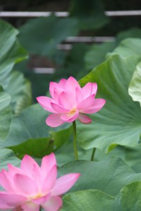 Beautiful Pink Lotus in a Nature Reserve in Baile Felix, Romania