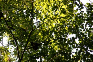 squirrel eating