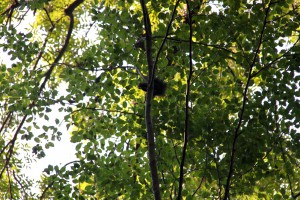 squirrel eating Brasov