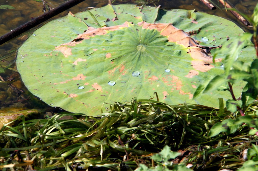 Water droplets on a lotus leaf