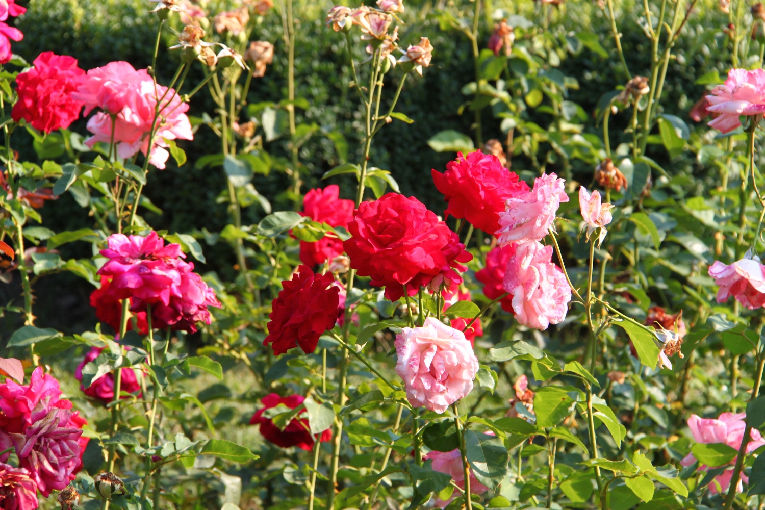 Rose from Brasov, Romania