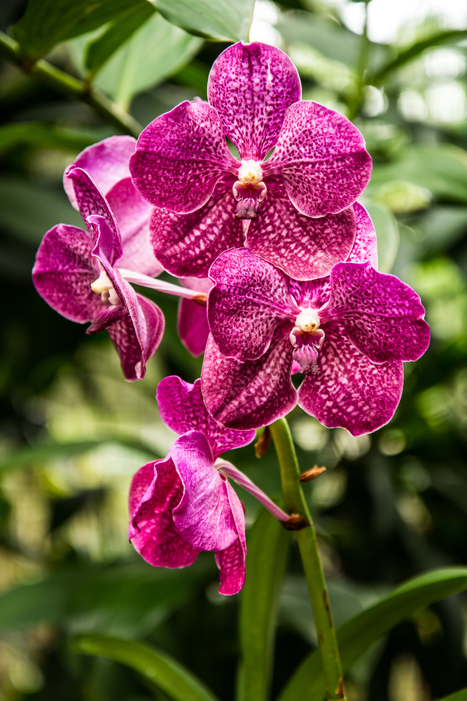Orchid in Singapore Botanic Garden