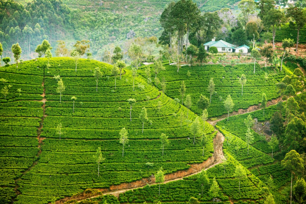 Landscape with green fields of tea in Sri Lanka