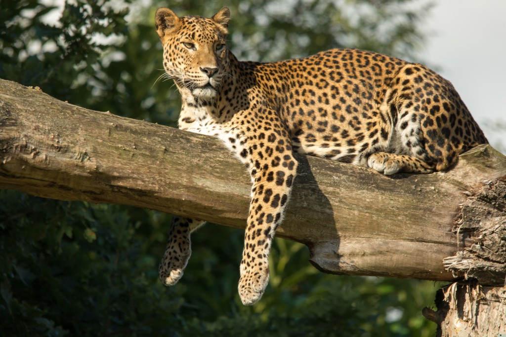 Sri Lankan Leopard