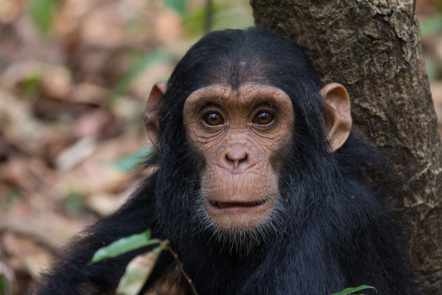 Gombe Stream National Park - chimpanzee