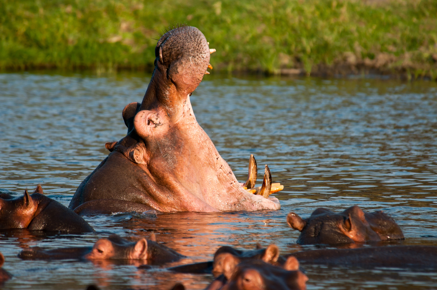 Hippopotamus Yawn, Ruaha National Park