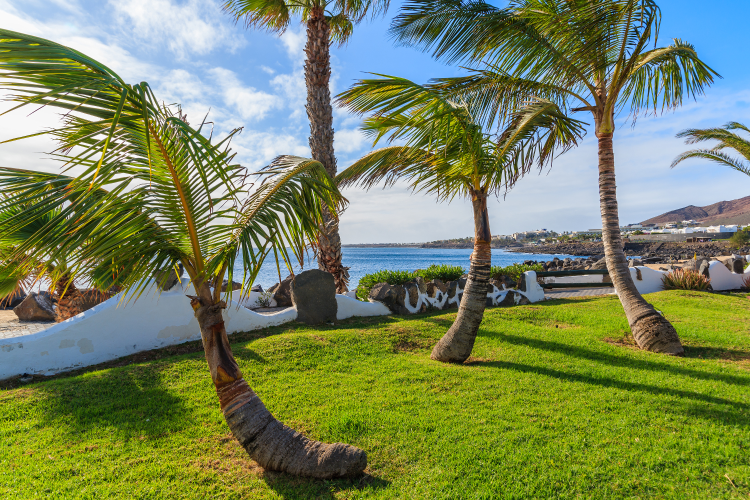 Palm trees on coast of Lanzarote