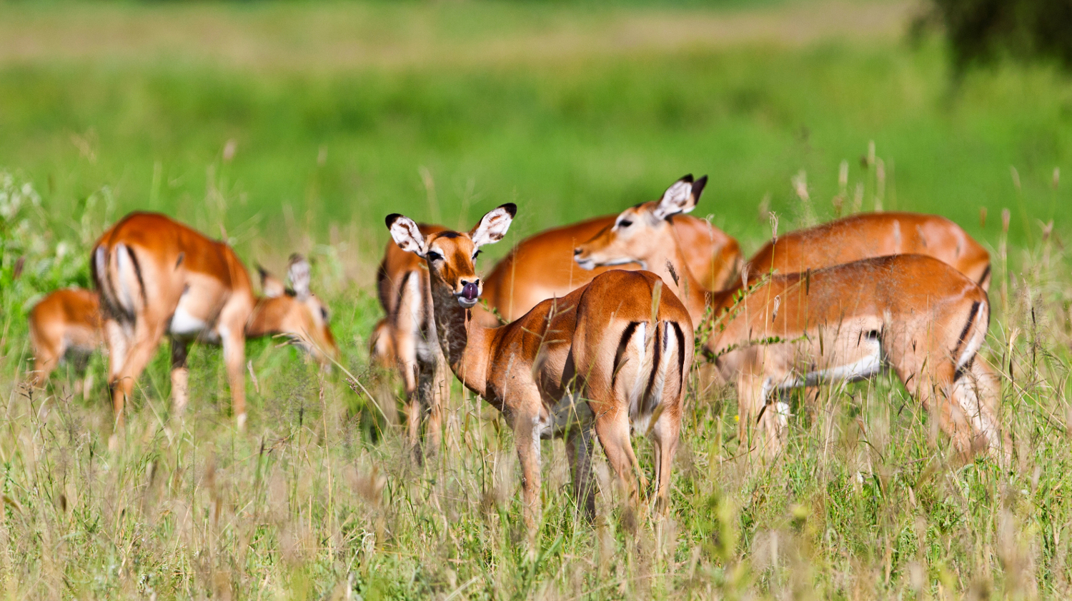 Tarangire National Park - impala antelopes