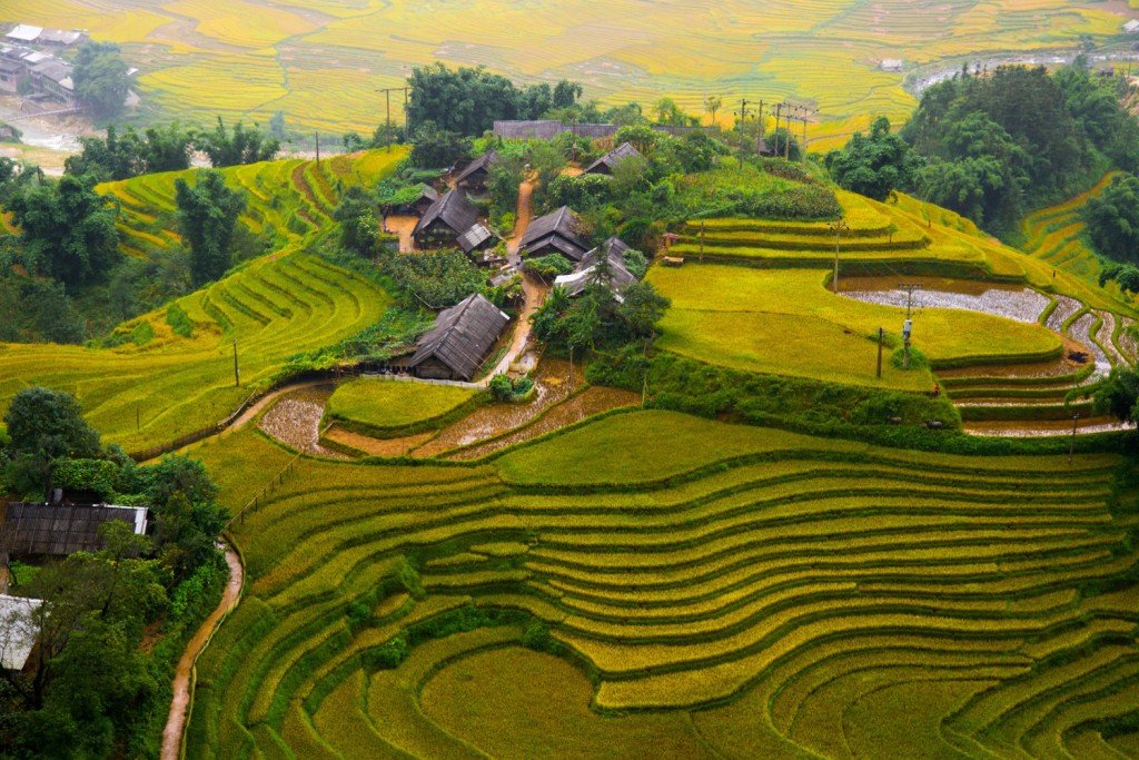 Rice terraces - Sapa, Vietnam