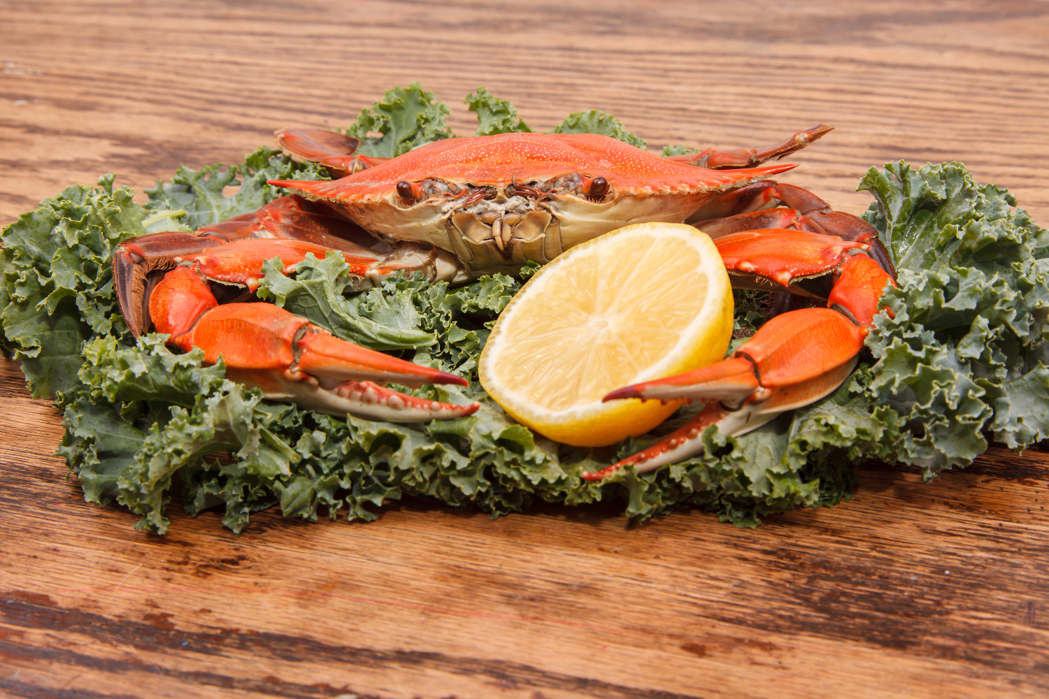 Steamed Blue Crab, one of the symbols of Maryland State and Ocean City, MD with lemon slice and garnished with kale on a wooden table