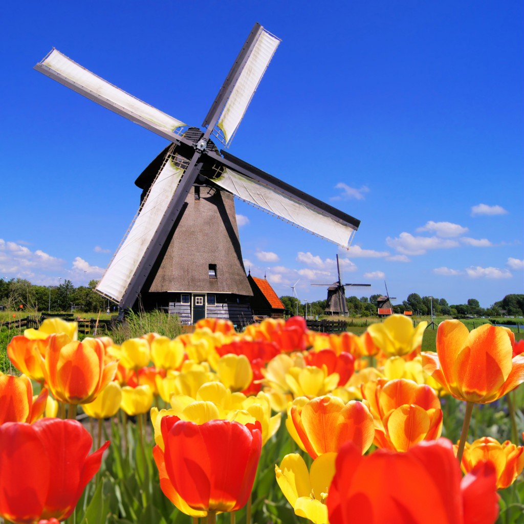 The Netherlands - Traditional Dutch windmills with tulips 