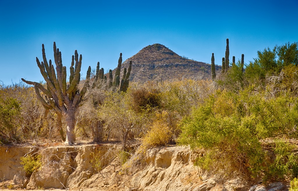 Cabo San Lucas, Mexico, cactus, desert