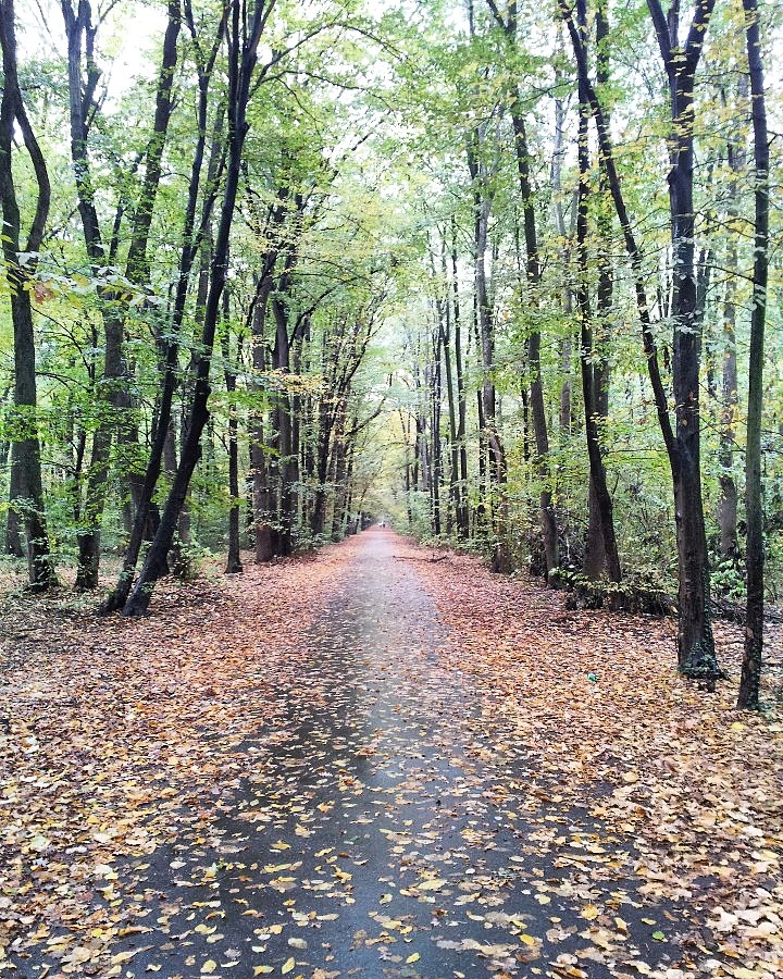 Baneasa Forest, Buchares,t Romania - autumn colours