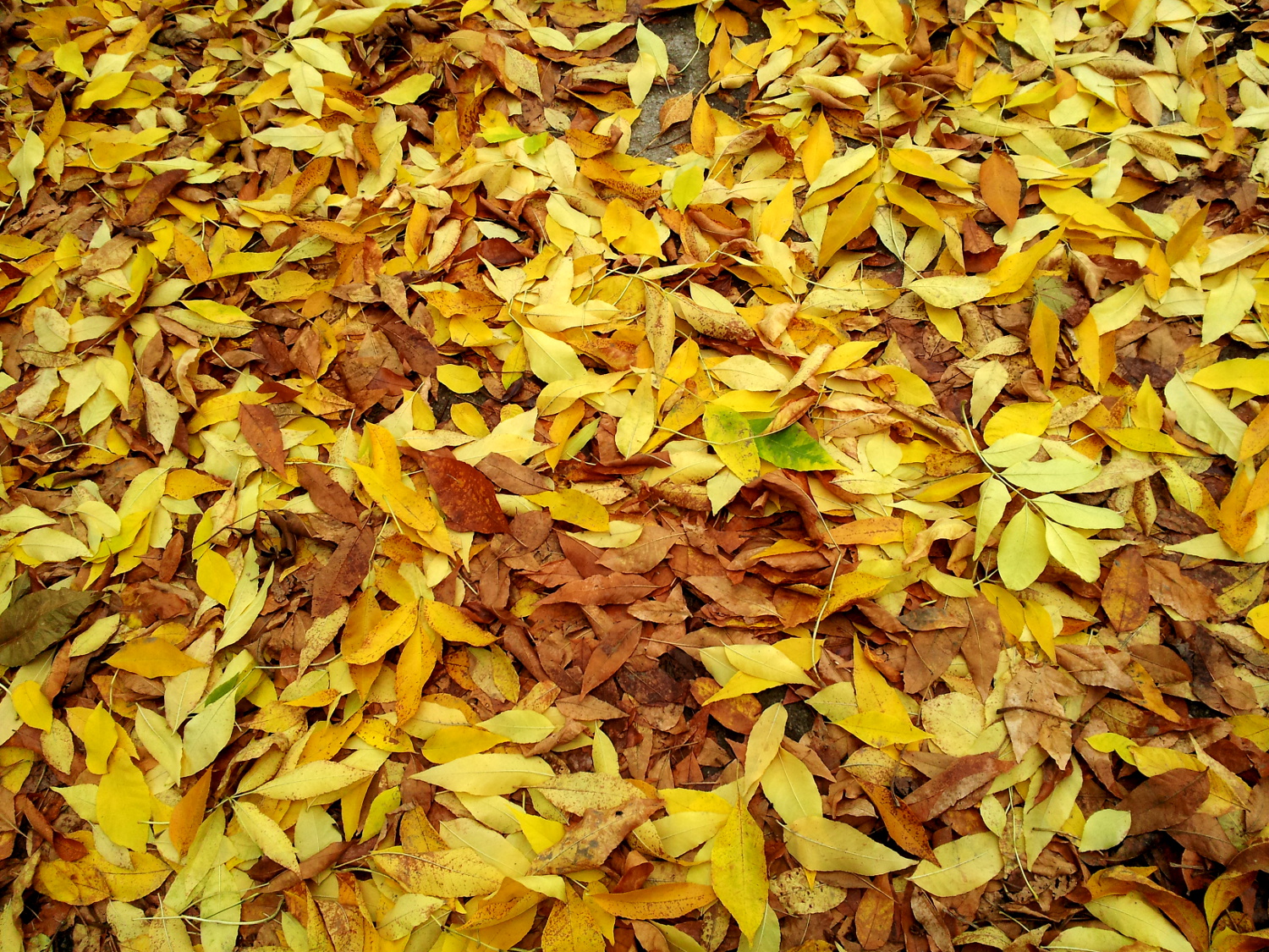 Fall colours - yellow leafs