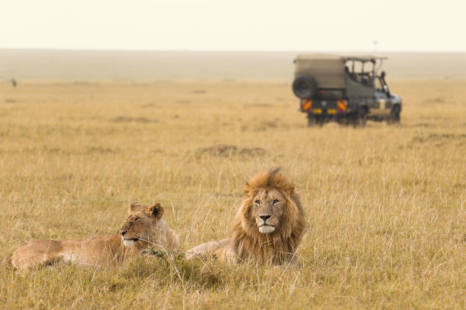 Kenya - African lion couple - safari