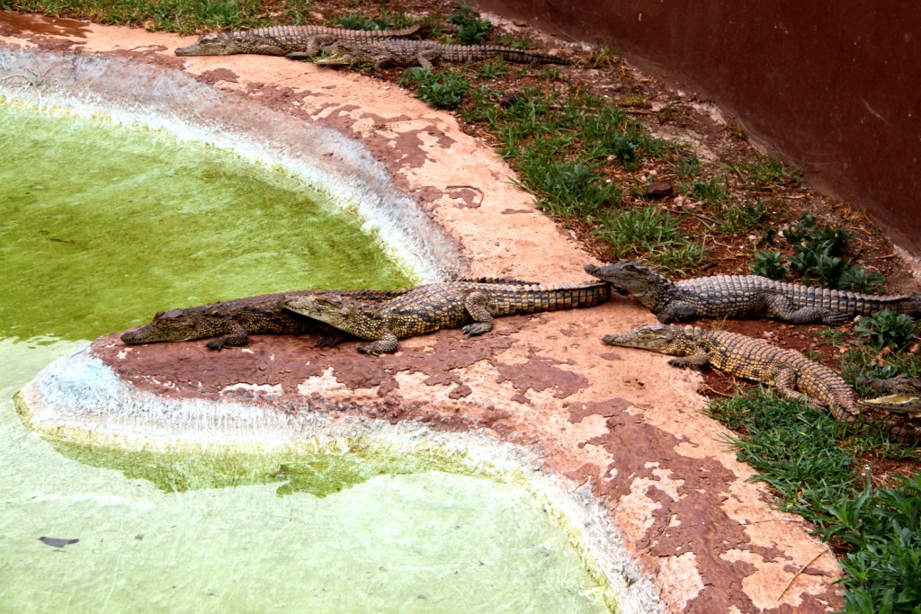 Crocodiles at The Rhino and Lion Nature Reserve in Gauteng, South ...