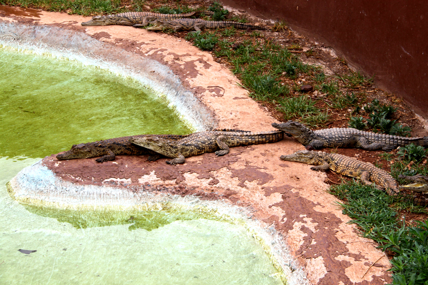 Crocodiles at The Rhino and Lion Nature Reserve in Gauteng, South Africa