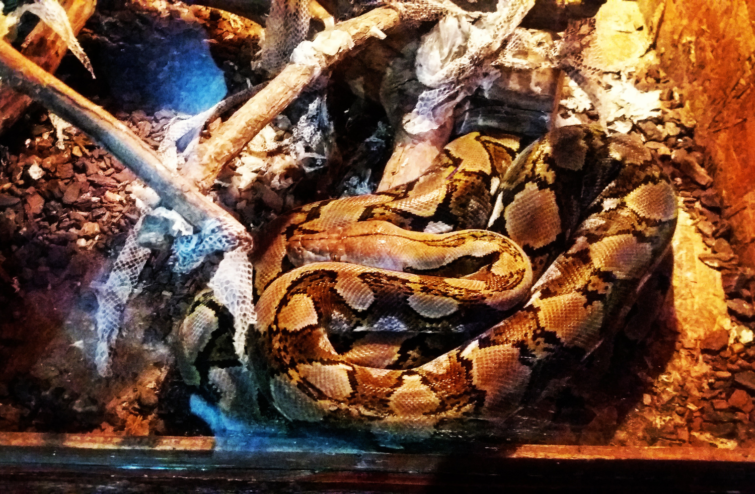 Reticulated python