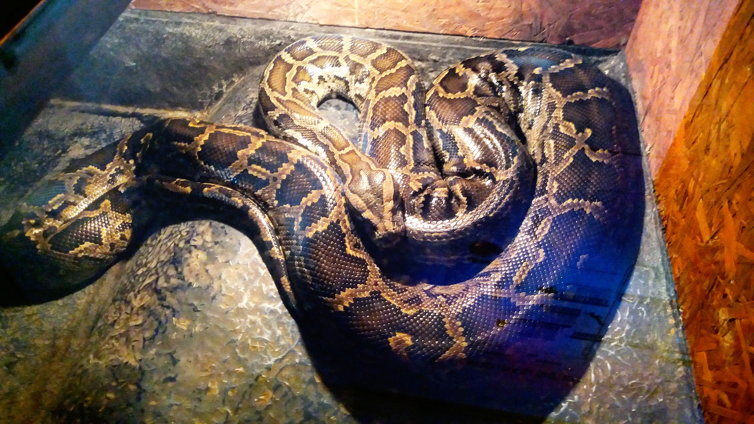 Indian python