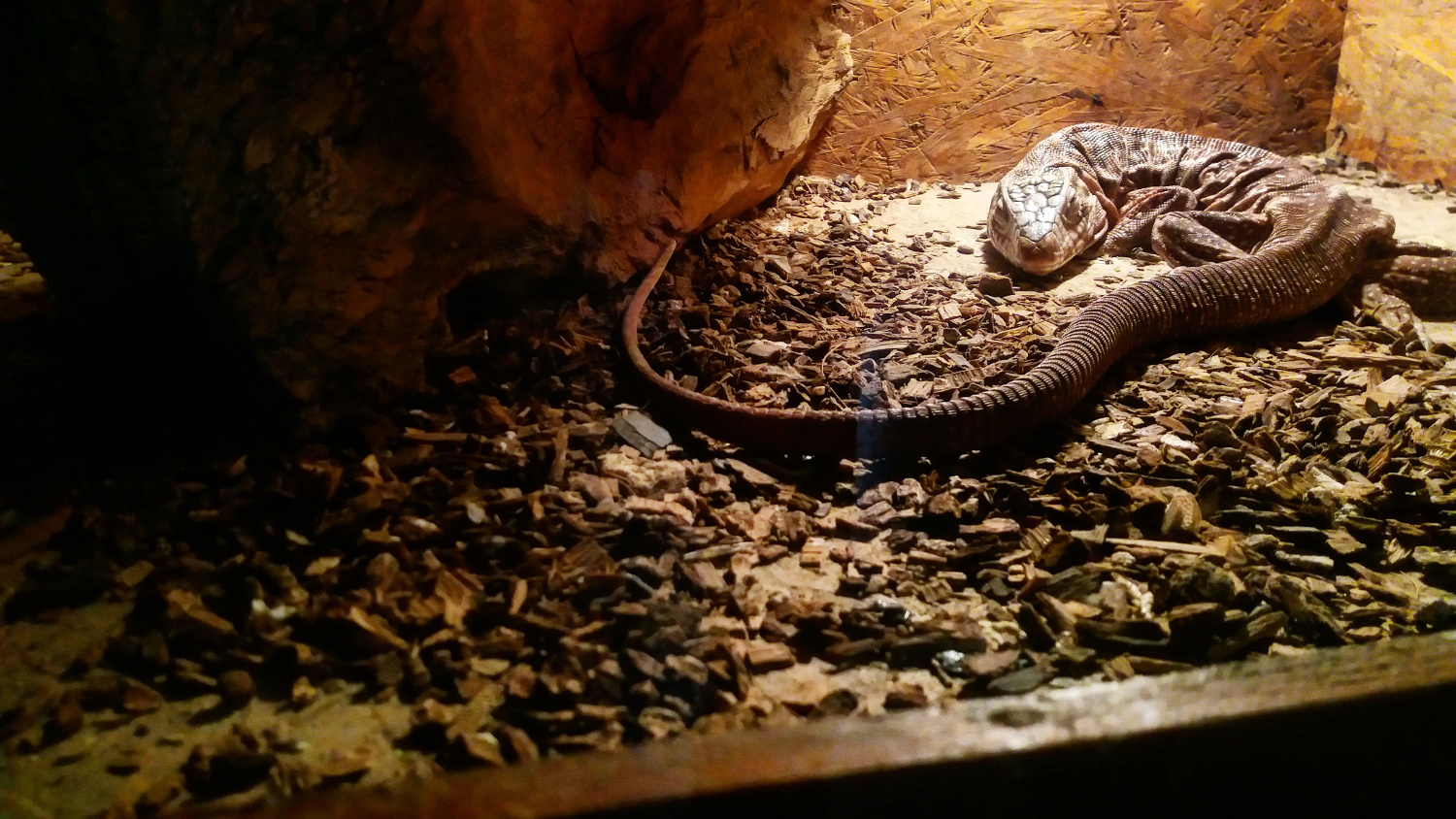 Red Tegu