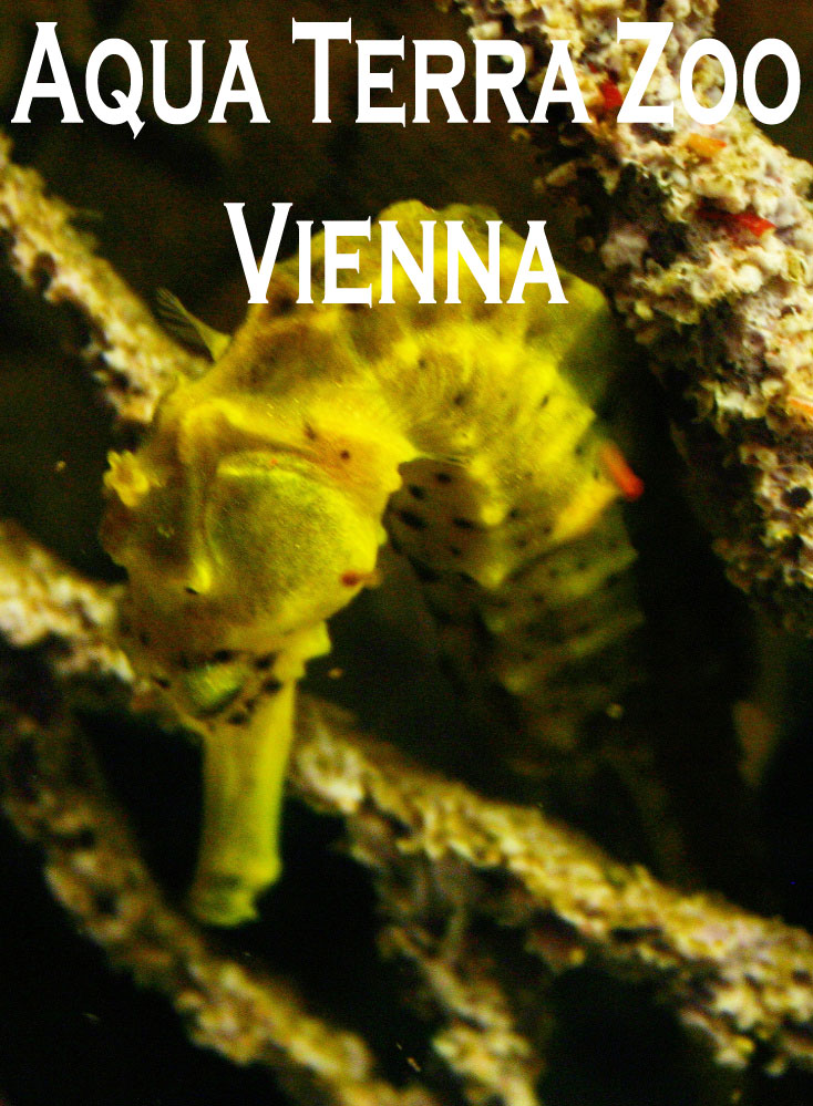 Aqua Terra Zoo in Vienna - Haus des Meeres - seahorse