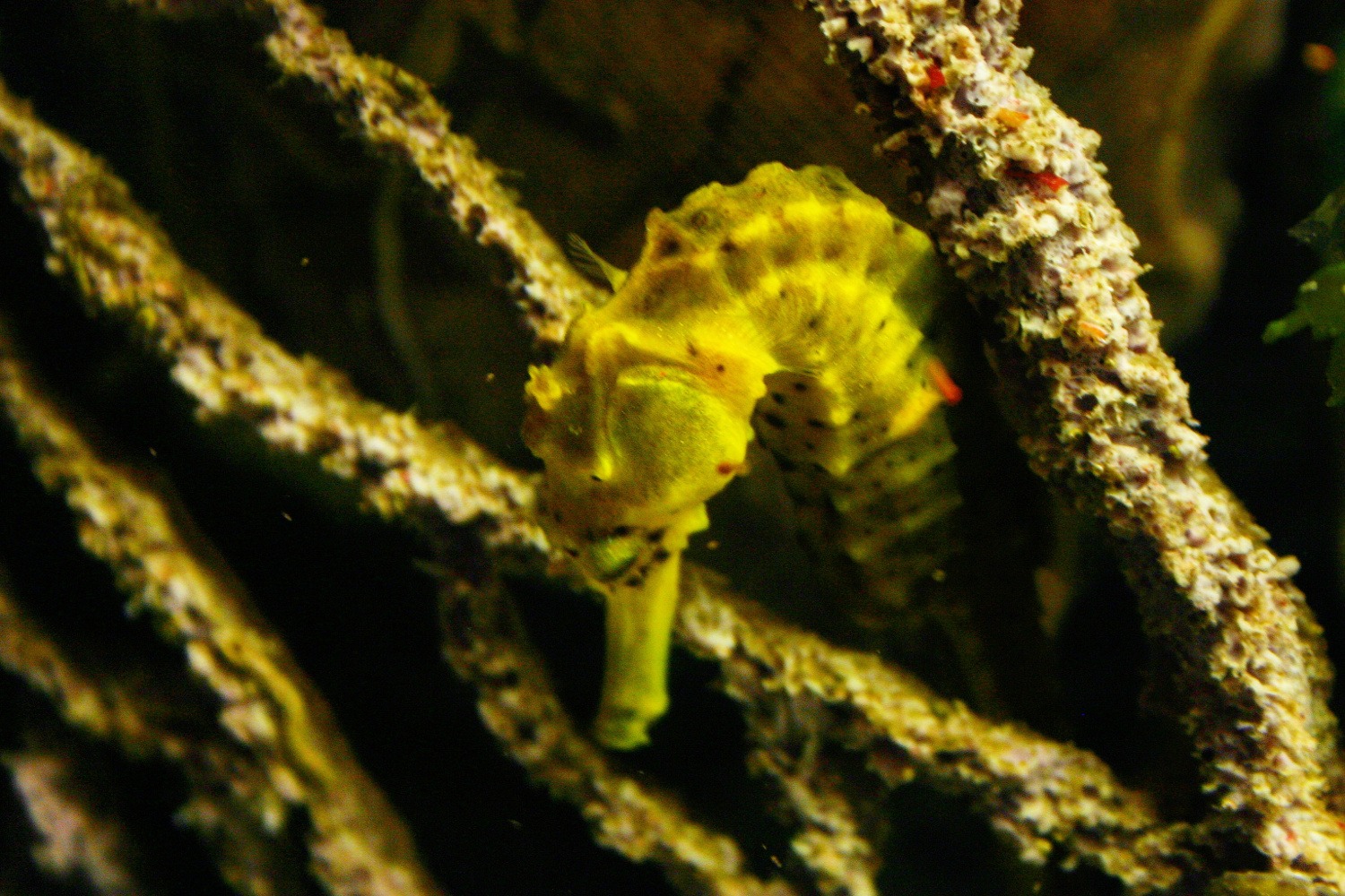 Aqua Terra Zoo in Vienna - Haus des Meeres - seahorse 