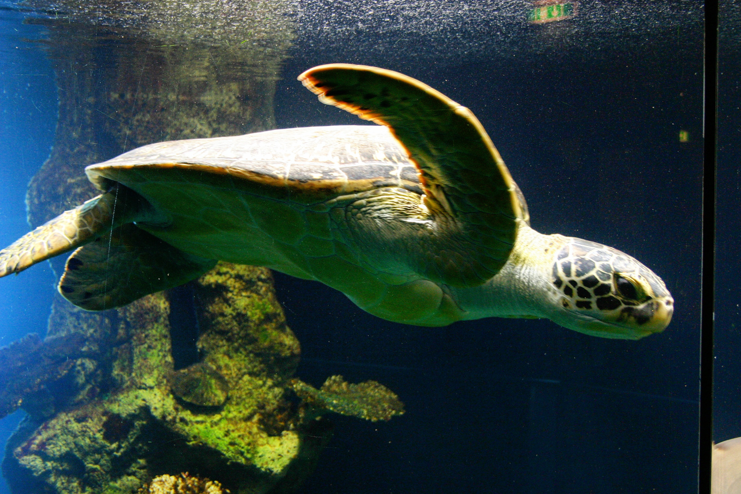 Aqua Terra Zoo in Vienna - Haus des Meeres - turtle