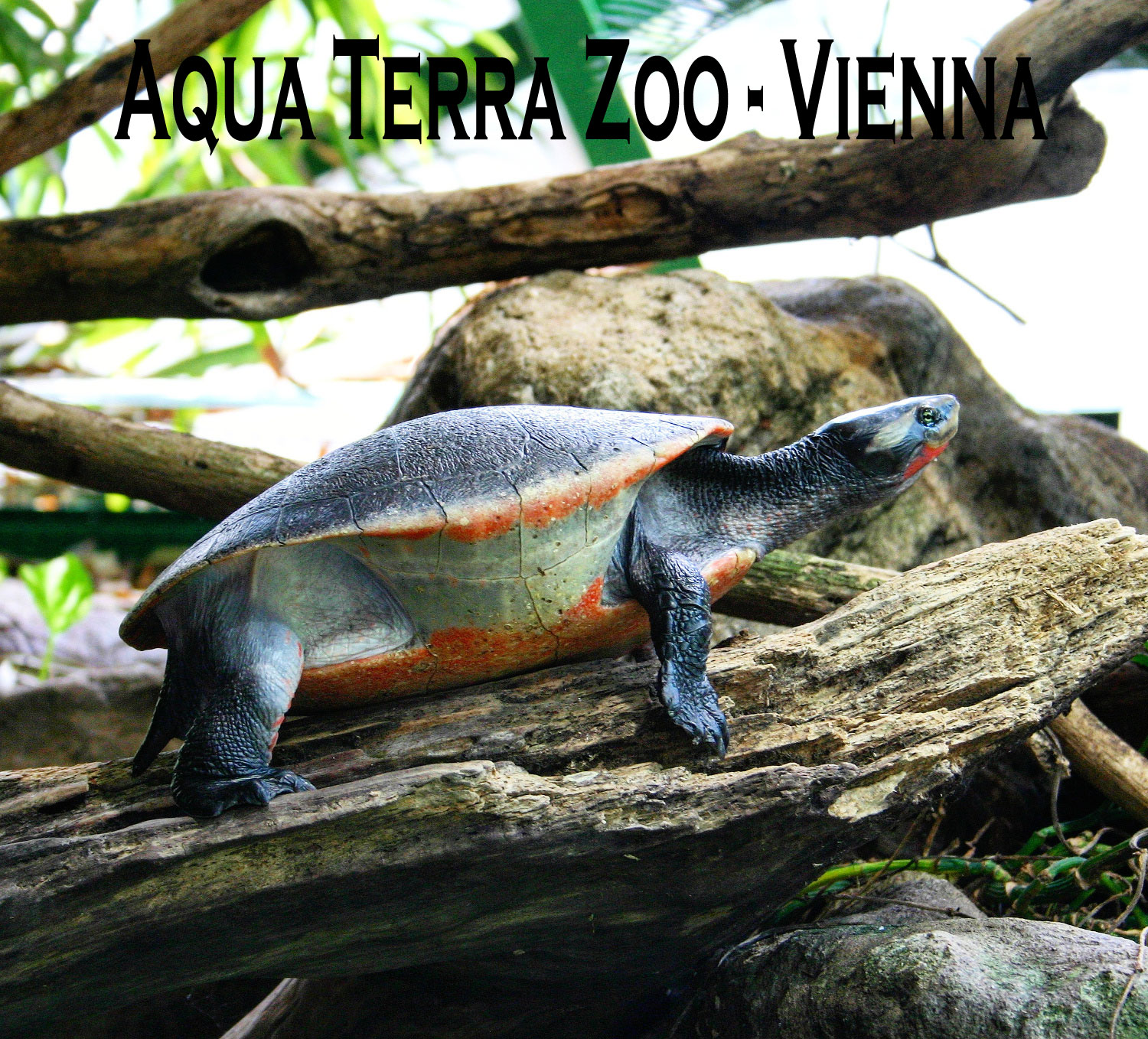 Aqua Terra Zoo in Vienna - Haus des Meeres - turtle