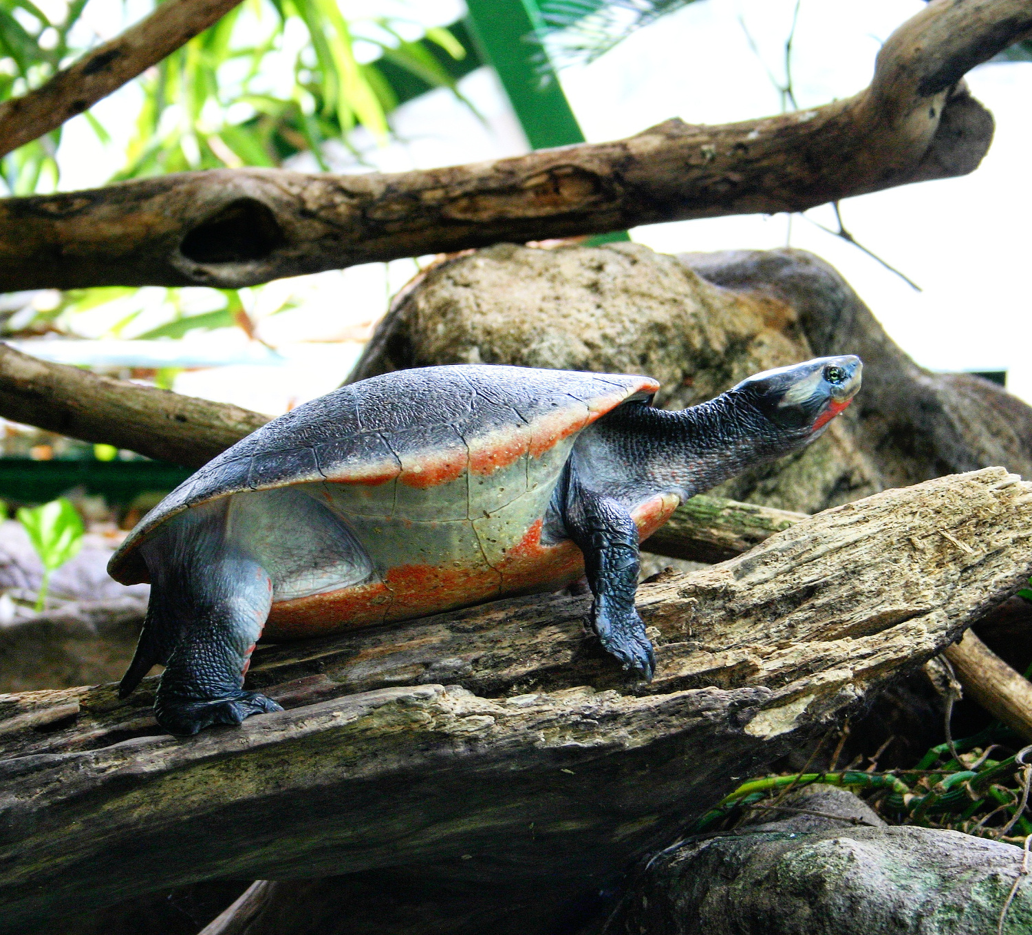 Aqua Terra Zoo in Vienna - Haus des Meeres - turtle