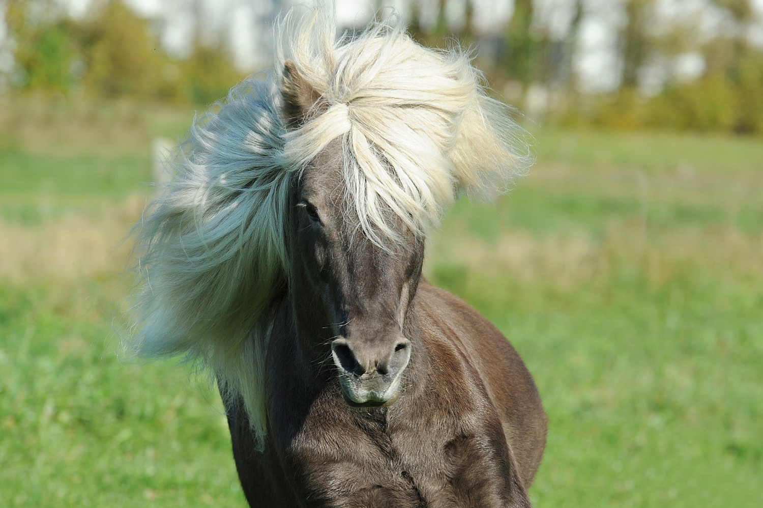 Icelandic #horse #Iceland #travel #Europe