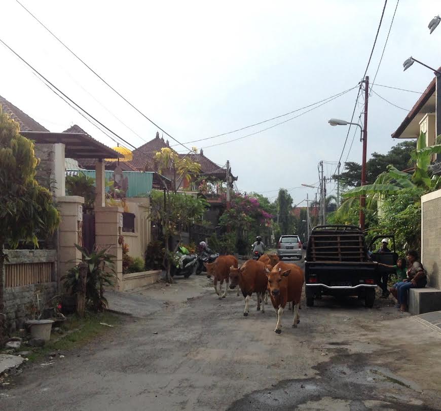 Indonesia - cows 