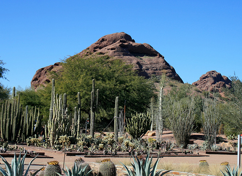 Desert Botanical Garden, Phoenix 