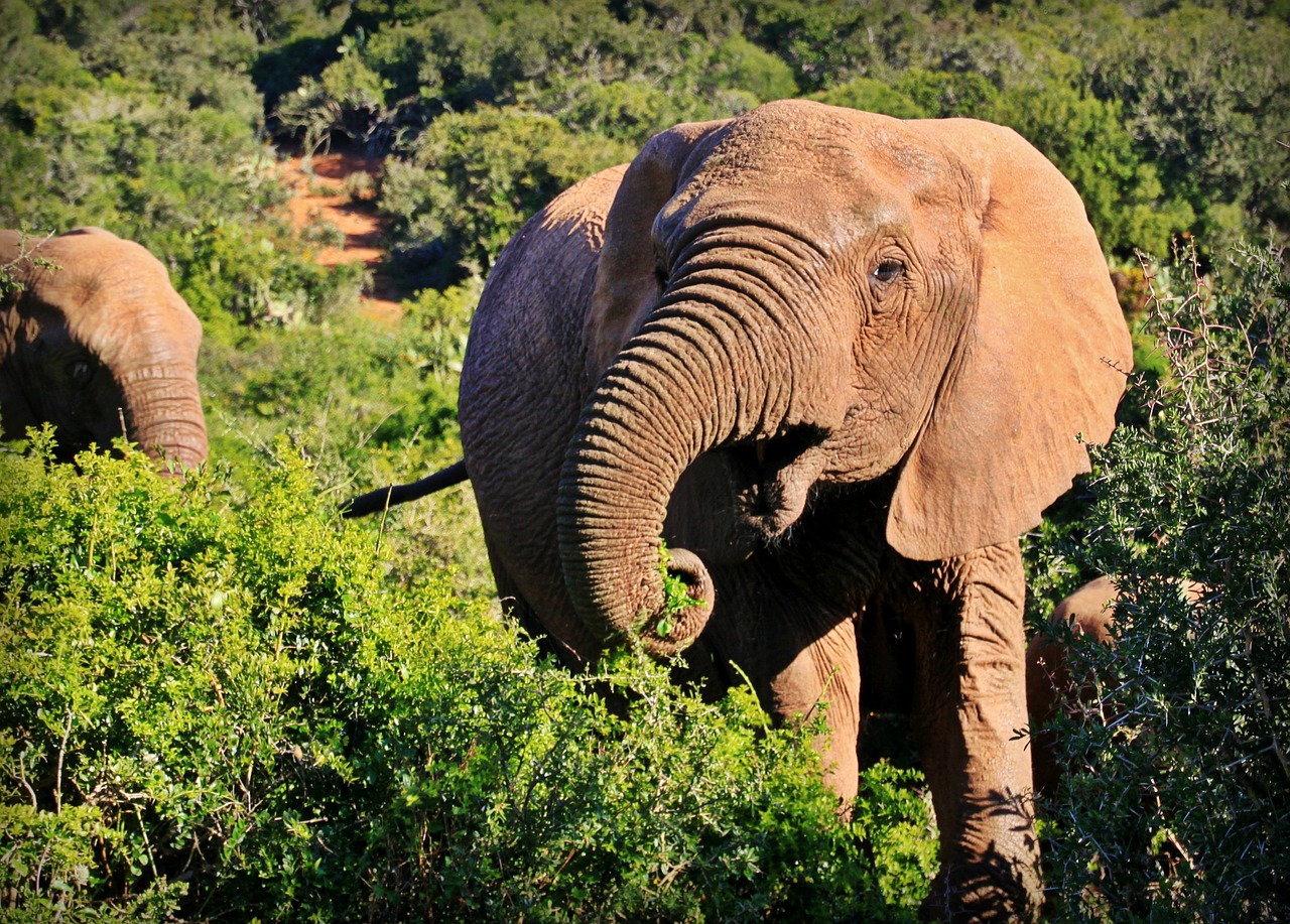 Kruger National Park - elephant pixabay