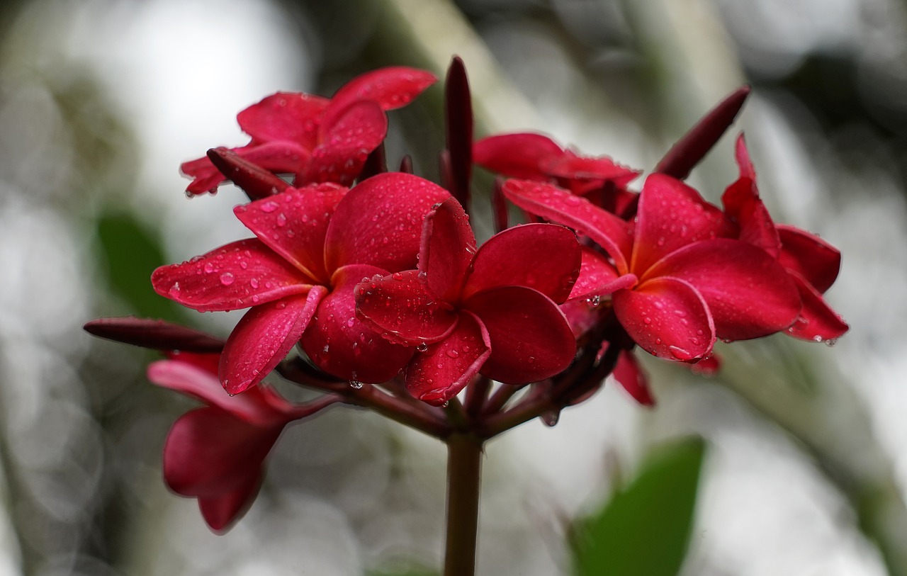 Orchid at the Singapore Botanical Gardens