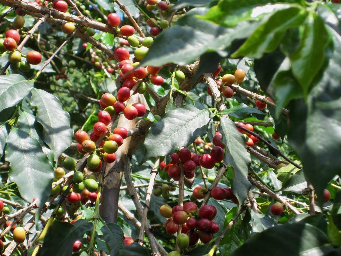 Rwanda - coffee beans - 5 Curious Things about Rwanda