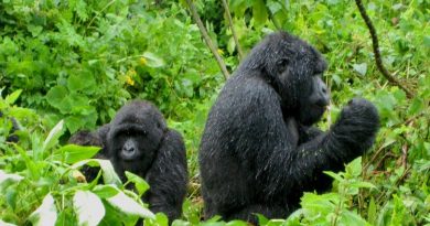 Rwanda gorillas - 5 Curious Things about Rwanda