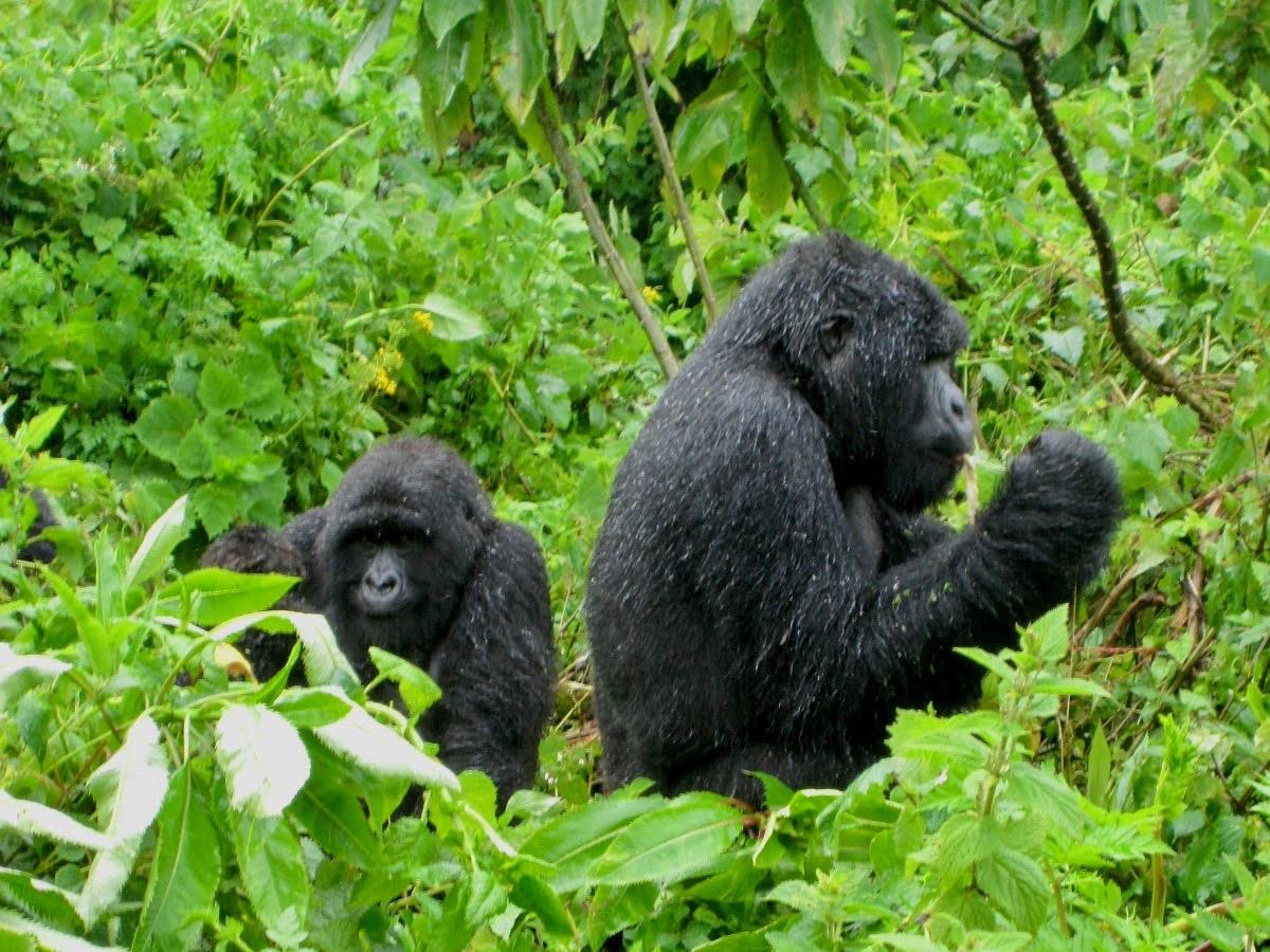 Rwanda gorillas - 5 Curious Things about Rwanda