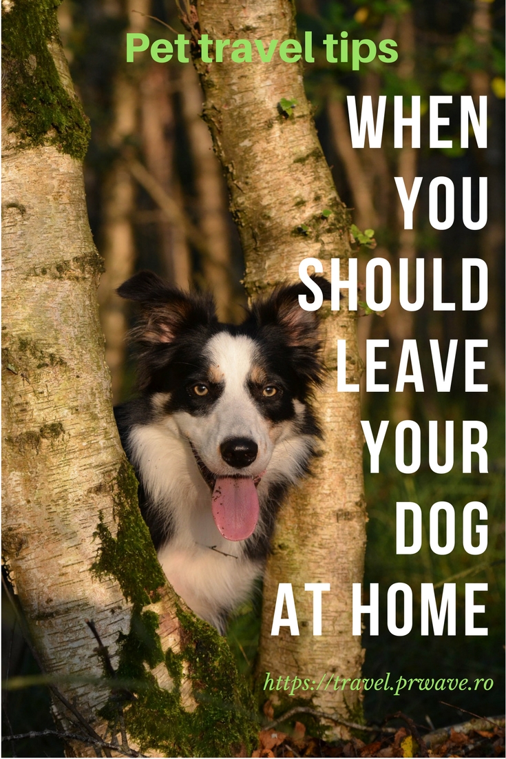 Pet travel tips: when you should leave your dog at home