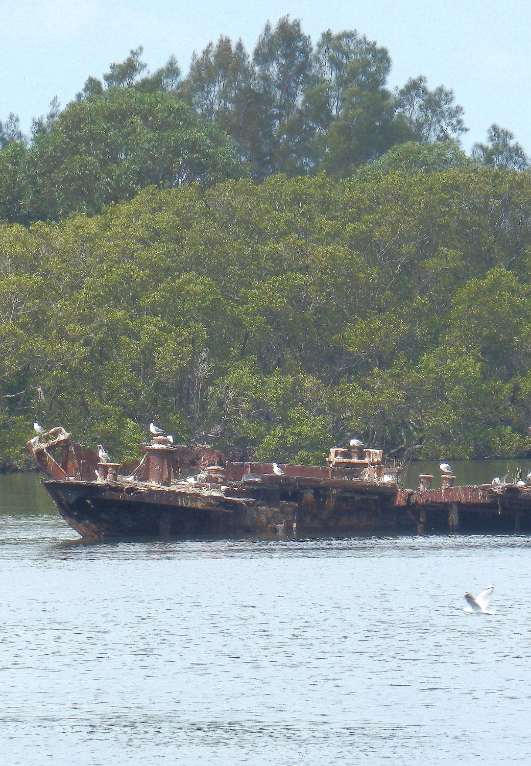Sydney’s Shipwrecked Floating Forests