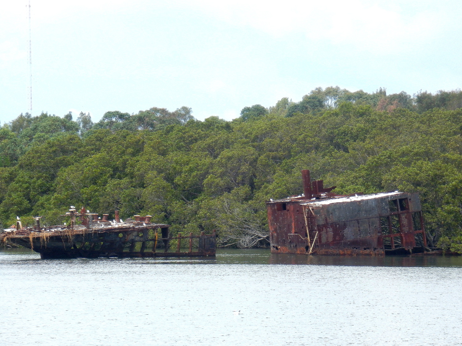 Sydney’s Shipwrecked Floating Forests