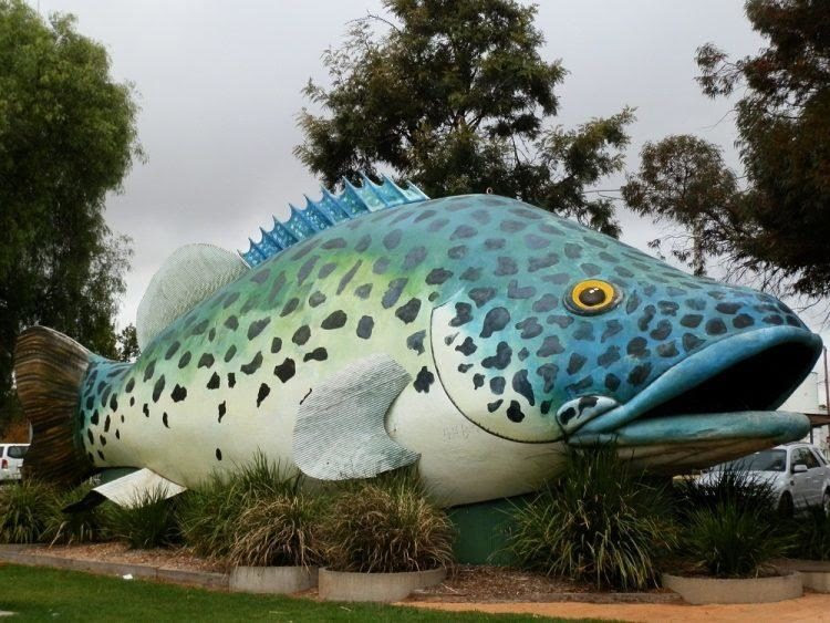 Big Murray Cod, Swan Hill, Victoria, Australia