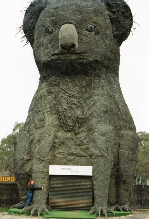 Big Koala, Dadswells Bridge, Victoria, Australia