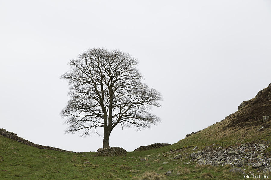 Hadrian's Wall at Sycamore Gap in Northumberland. is a beautiful UNESCO World Heritage Site in Europe. Discover more amazing heritage sites in Europe from this article. #UNESCO #unescosites #unescositeseurope #europeunesco #ukunesco #uk