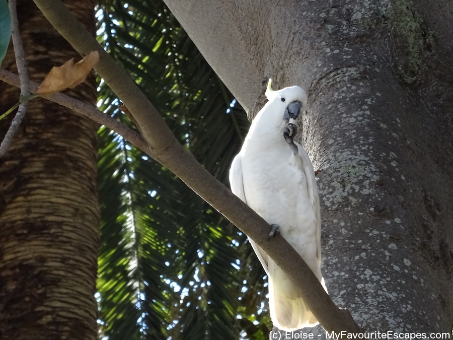 Cockatoos in Manly, Sydney. Read this 3-day Sydney itinerary to discover what to do in Sydney on your first visit. #sydney #australia #sydneyaustralia #sydneyguide #sydneyitinerary #sydneytraveling #australiatraveling #sydneytravelguide