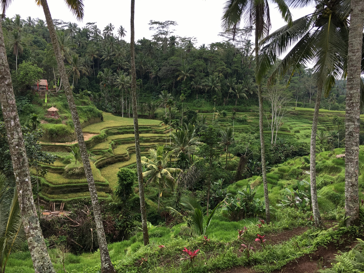 The famous Tegalalang rice terraces in Ubud are simply stunning. Discover the top places to visit in ubud from this 2 days in Ubud itinerary. #ubuditinerary #ubudguide #baliindonesia #balitravel #bali #baliholiday #balinese #ubud