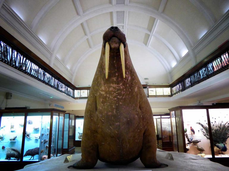 Horniman Museum’s giant stuffed walrus. Discover 15 unique things to do in London, UK