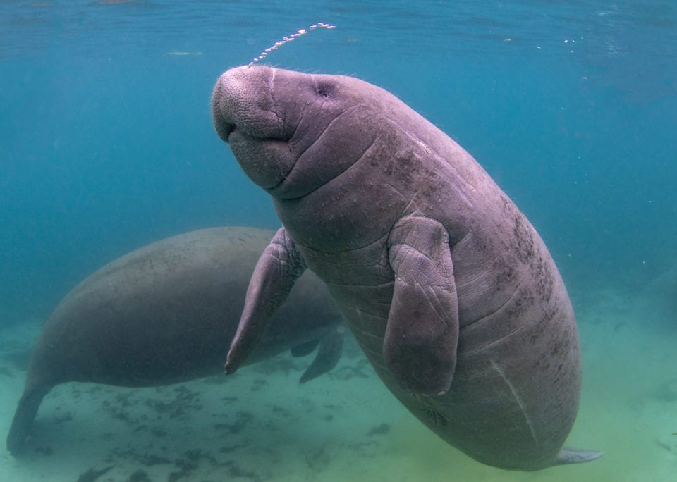 Manatee. Discover 7 incredible Florida destinations with a secret past! Add these places to your USA bucket list! 