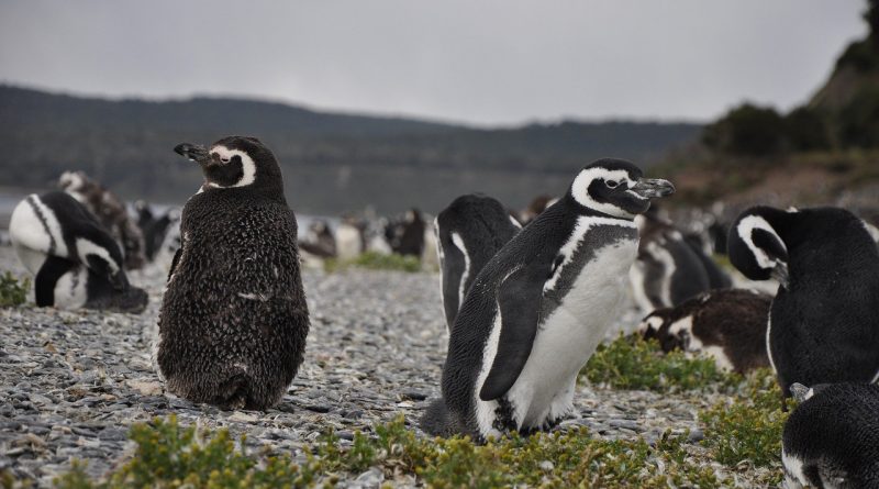 See penguins in Ushuaia, Patagonia, Argentina. Top 3 fun things to do in Patagonia, Argentina.
