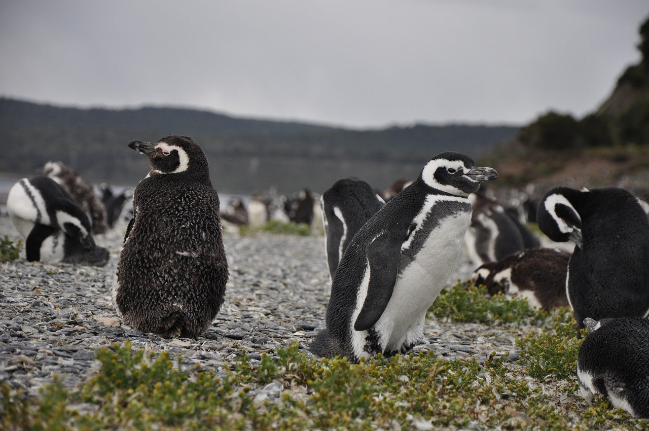 See penguins in Ushuaia, Patagonia, Argentina. Top 3 fun things to do in Patagonia, Argentina. 