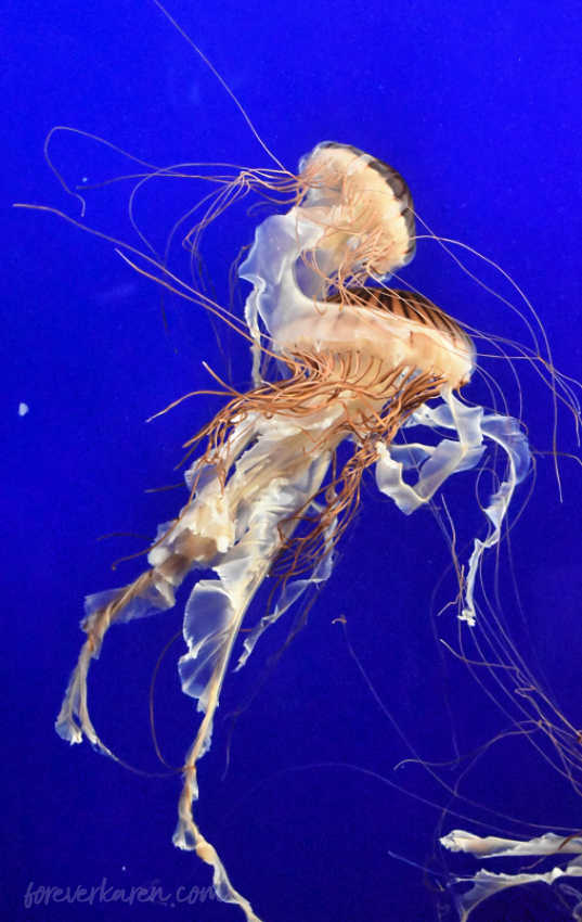 Vancouver Aquarium jellyfish - discover the best Vancouver attractions